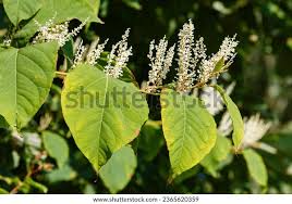 Attēlu rezultāti vaicājumam “Reynoutria sachalinensis”