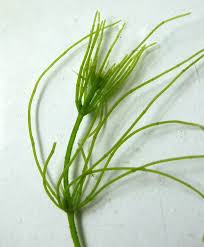 Attēlu rezultāti vaicājumam “Chara intermedia female”