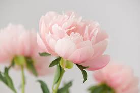 Image result for Pfingstrose