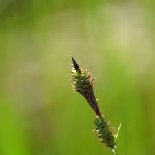 Attēlu rezultāti vaicājumam “Carex buxbaumii”