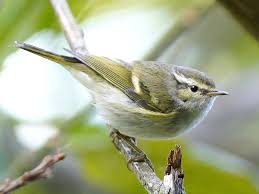 Image result for Phylloscopus humei