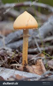 Attēlu rezultāti vaicājumam “Rozites caperata”