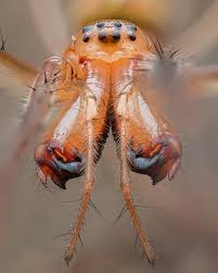 Attēlu rezultāti vaicājumam “Tetragnathidae”