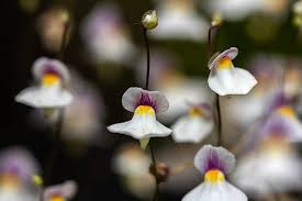 Attēlu rezultāti vaicājumam “Lentibulariaceae”