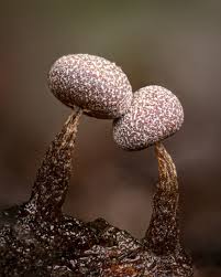 Attēlu rezultāti vaicājumam “Comatricha fragilis macro”