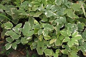 Attēlu rezultāti vaicājumam “Aegopodium podagraria leaf”