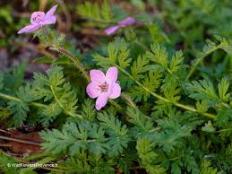 Attēlu rezultāti vaicājumam “Erodium cicutarium flower”