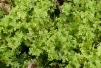 Attēlu rezultāti vaicājumam “Trichocolea tomentella”