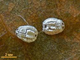 Attēlu rezultāti vaicājumam “Aleurochiton aceris”