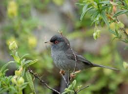 Image result for Sylvia sarda