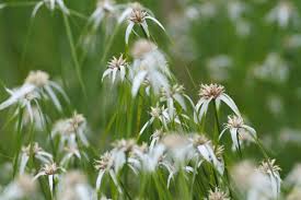 Attēlu rezultāti vaicājumam “Carex cespitosa flower”