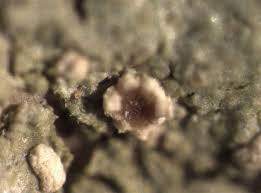 Attēlu rezultāti vaicājumam “Trapelia coarctata”