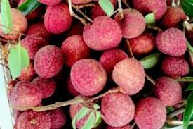 Image result for Litchi chinensis