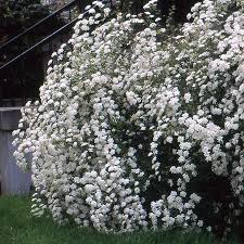 Attēlu rezultāti vaicājumam “Spiraea”