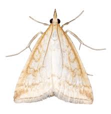 Attēlu rezultāti vaicājumam “Udea lutealis”