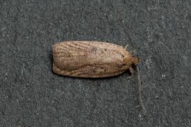 Attēlu rezultāti vaicājumam “Agonopterix ciliella imago”