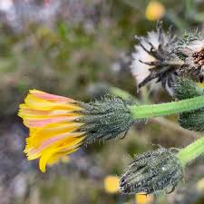 Attēlu rezultāti vaicājumam “Picris hieracioides”