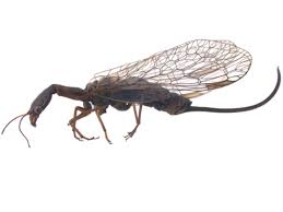 Attēlu rezultāti vaicājumam “Raphidioptera imago”