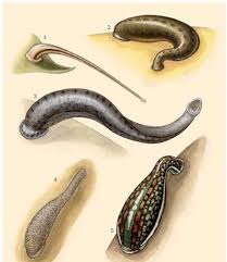 Attēlu rezultāti vaicājumam “Hirudinea”