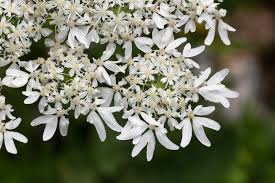 Image result for Heracleum sphondylium