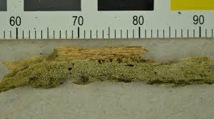 Attēlu rezultāti vaicājumam “Biatora sphaeroides”