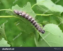 Attēlu rezultāti vaicājumam “Acronicta megacephala larva”