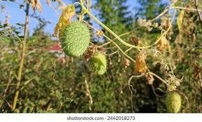 Attēlu rezultāti vaicājumam “Echinocystis lobata fruit”
