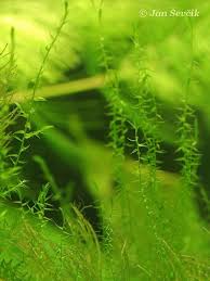 Attēlu rezultāti vaicājumam “Drepanocladus aduncus var. polycarpon”