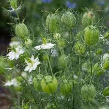 Image result for Nigella damascena