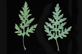 Attēlu rezultāti vaicājumam “Chenopodium acerifolium leaf”