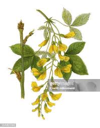Image result for Laburnum anagyroides