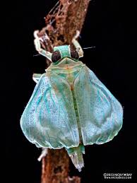 Attēlu rezultāti vaicājumam “Cribraria martinii macro”