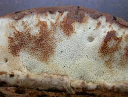 Attēlu rezultāti vaicājumam “Postia fragilis”