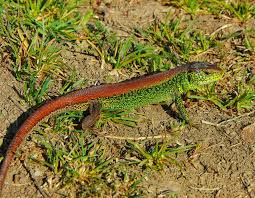 Attēlu rezultāti vaicājumam “Lacerta agilis”