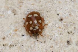 Attēlu rezultāti vaicājumam “Calvia quatuordecimguttata”