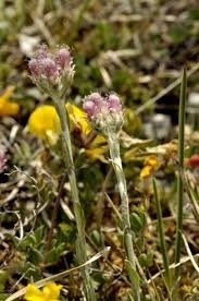 Attēlu rezultāti vaicājumam “Antennaria dioica male flower”