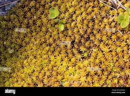 Attēlu rezultāti vaicājumam “Sphagnum compactum”