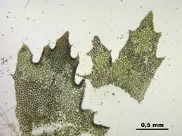 Attēlu rezultāti vaicājumam “Lophozia incisa”