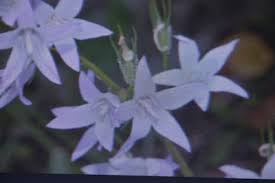 Image result for Campanula rapunculus