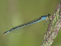 Attēlu rezultāti vaicājumam “Enallagma cyathigerum male”