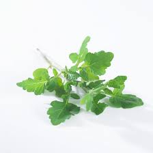 Attēlu rezultāti vaicājumam “Sinapis alba leaf”