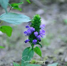 Attēlu rezultāti vaicājumam “Prunella vulgaris”