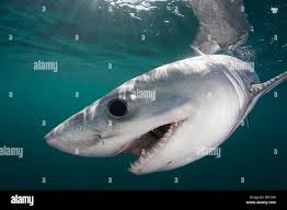 Image result for Lamna nasus