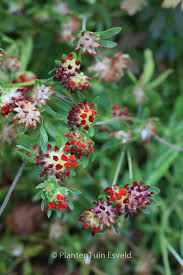 Attēlu rezultāti vaicājumam “Anthyllis vulneraria leaf”