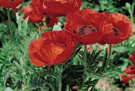Image result for Papaver orientale
