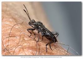 Attēlu rezultāti vaicājumam “Alydus calcaratus imago”