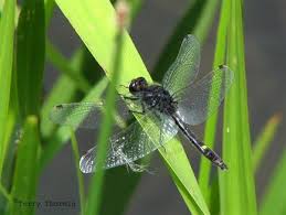 Attēlu rezultāti vaicājumam “Reticularia jurana young”