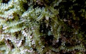 Attēlu rezultāti vaicājumam “Calypogeia azurea”