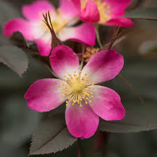 Attēlu rezultāti vaicājumam “Rosa glauca flower”