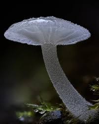 Attēlu rezultāti vaicājumam “Delicatula integrella”